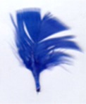 Blue Feather