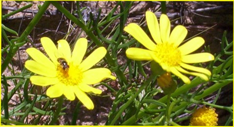 Bee on Daisy Nov 2016